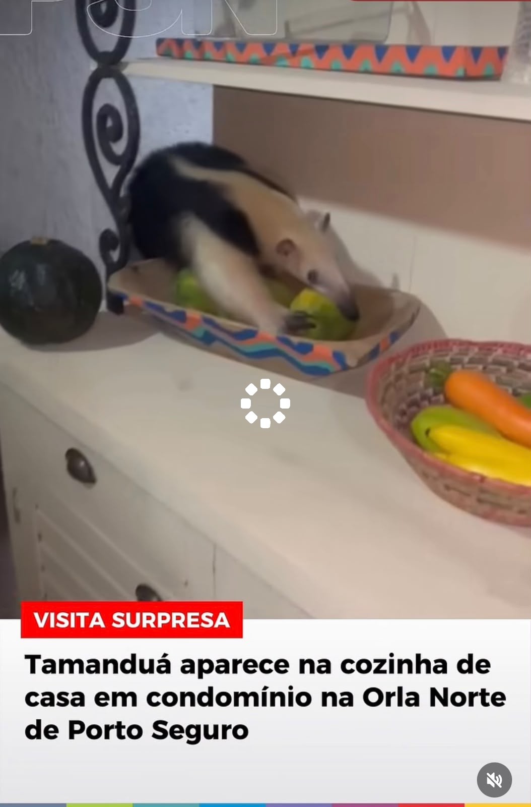 VISITA SURPRESA Tamanduá aparece na cozinha de casa em condomínio na Orla Norte de Porto Seguro